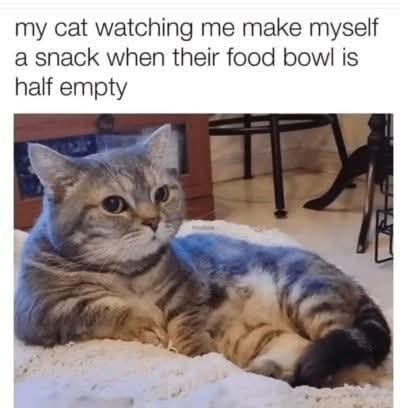 Funny Cat Memes