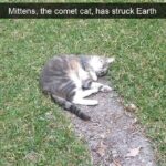 Funny Cat Memes