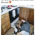 Funny Cat Memes