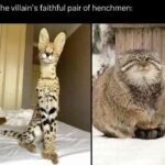 Funny Cat Memes