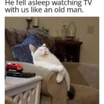 Funny Cat Memes