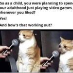 Funny Cat Memes