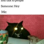 Funny Cat Memes