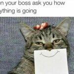 Funny Cat Memes