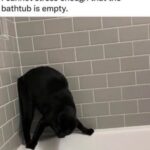 Funny Cat Memes