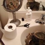 Funny Cat Memes