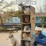 Funny Cat Memes