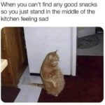 Funny Cat Memes