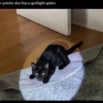 Funny Cat Memes