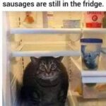 Funny Cat Memes