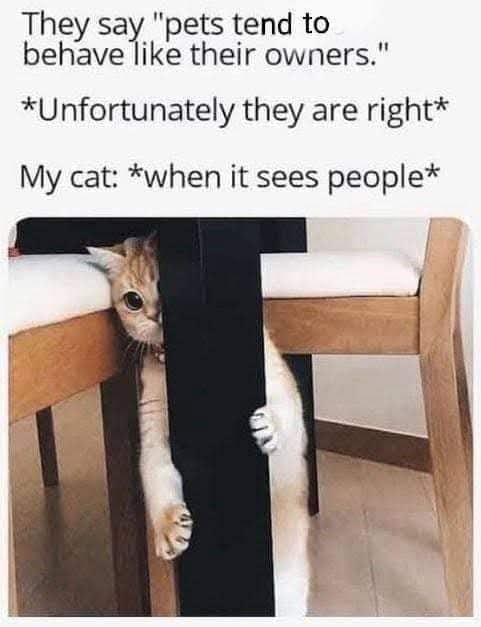 Funny Cat Memes