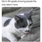 Funny Cat Memes