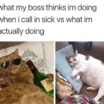 Funny Cat Memes