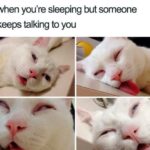 Funny Cat Memes