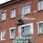 Funny Cat Memes