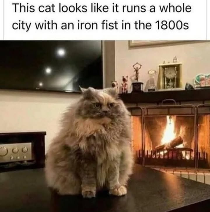 Funny Cat Memes