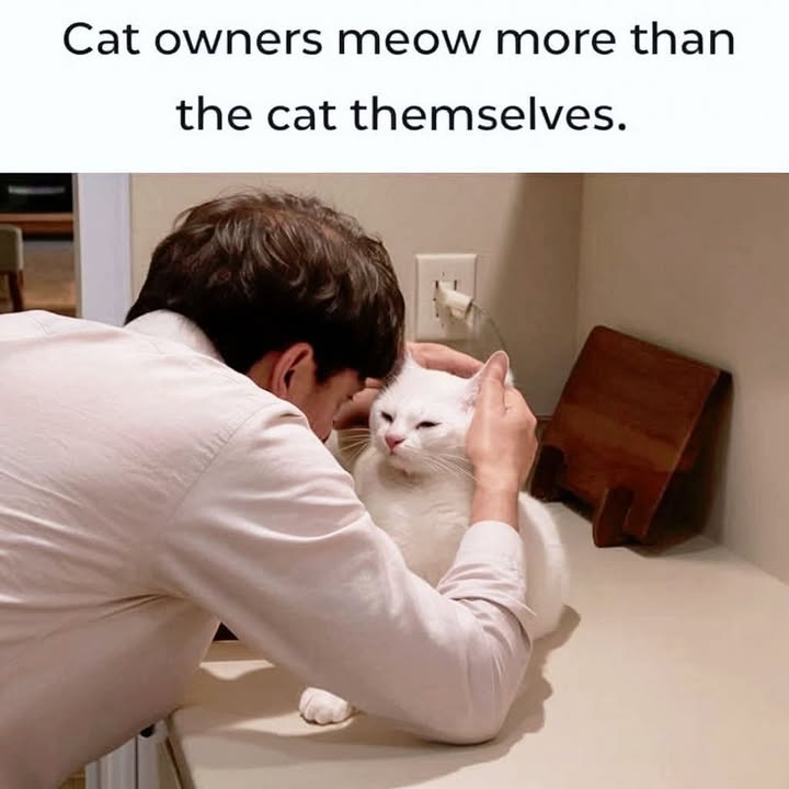 Funny Cat Memes