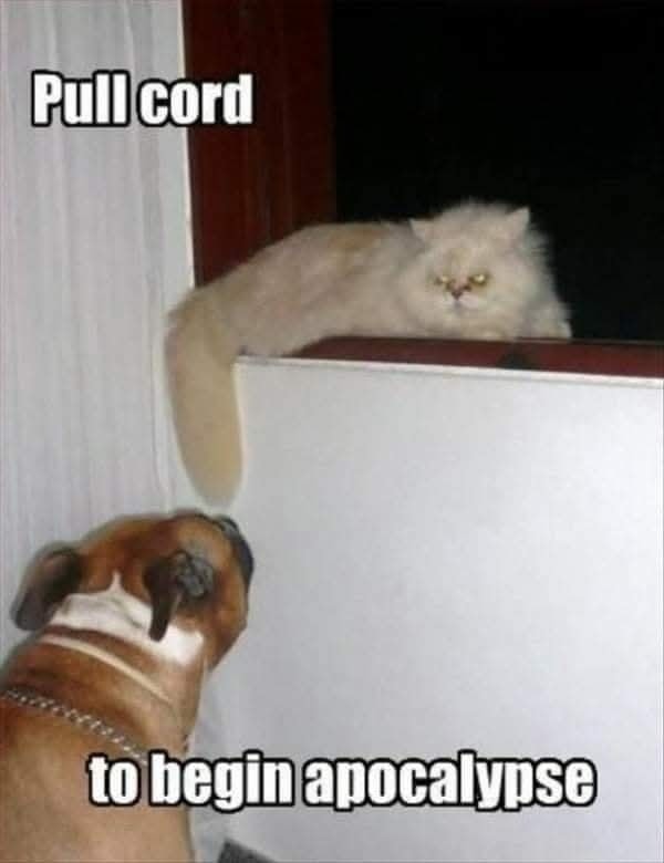 Funny Cat Memes