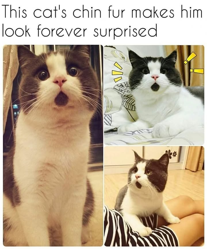 Funny Cat Memes