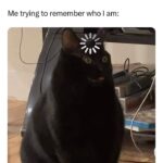 Funny Cat Memes