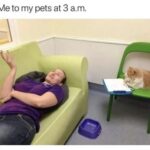 Funny Cat Memes