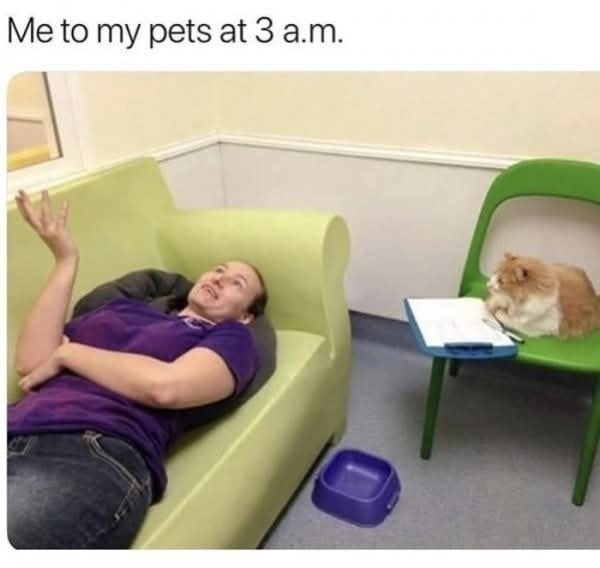 Funny Cat Memes