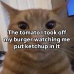 Funny Cat Memes