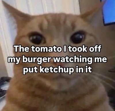 Funny Cat Memes