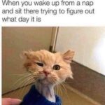 Funny Cat Memes