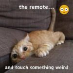 Funny Cat Memes