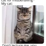 Funny Cat Memes