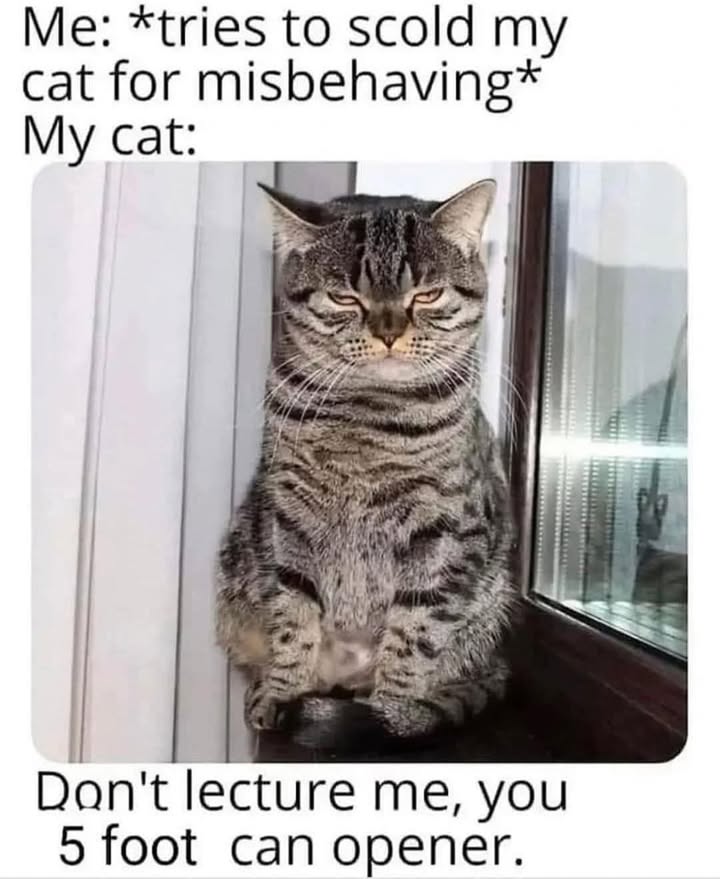 Funny Cat Memes