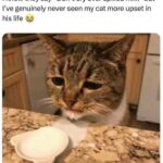 Funny Cat Memes