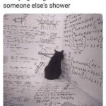 Funny Cat Memes