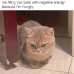 Funny Cat Memes