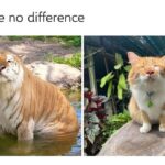 Funny Cat Memes