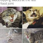 Funny Cat Memes