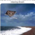 Funny Cat Memes