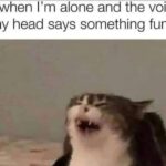 Funny Cat Memes