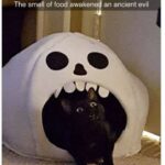 Funny Cat Memes