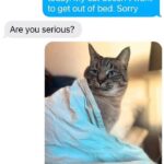 Funny Cat Memes