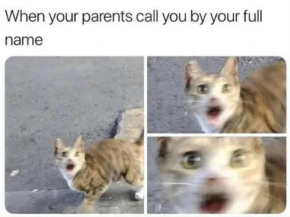 Funny Cat Memes