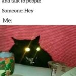 Funny Cat Memes