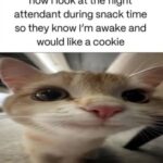 Funny Cat Memes