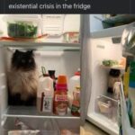 Funny Cat Memes