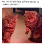 Funny Cat Memes