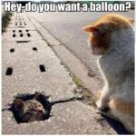 Funny Cat Memes