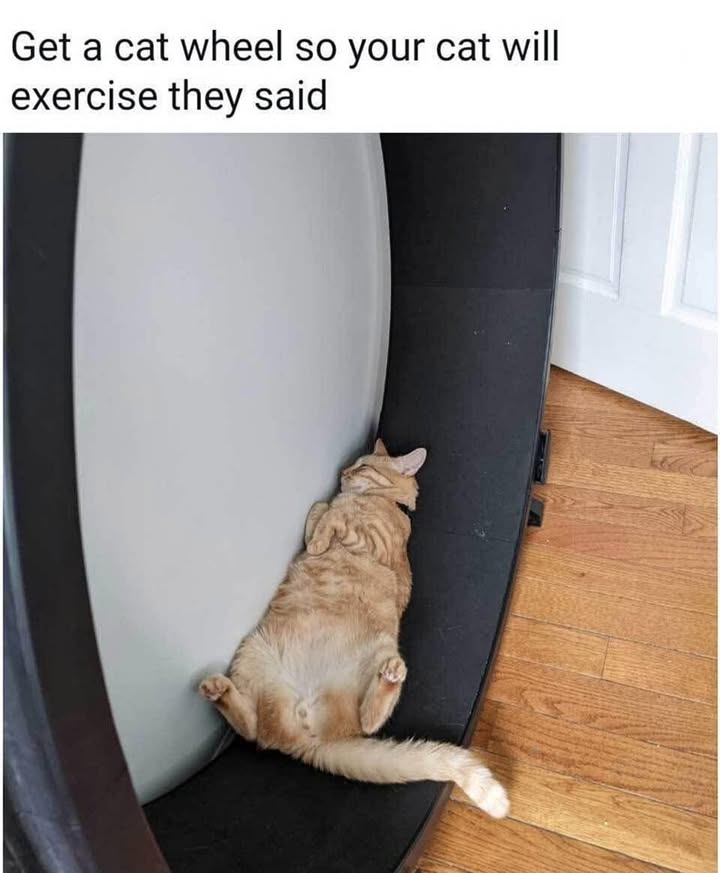 Funny Cat Memes
