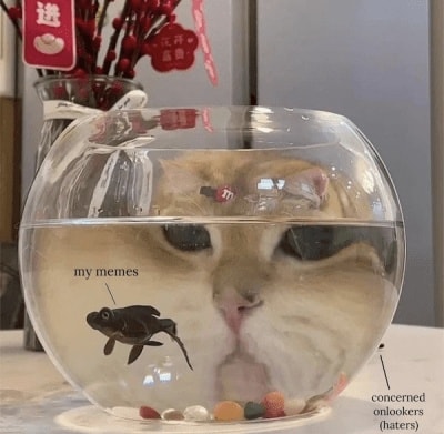 Funny Cat Memes