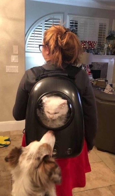 Funny Cat Memes